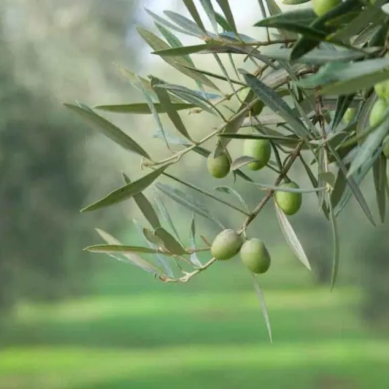 From the source: a look at olive oil trends