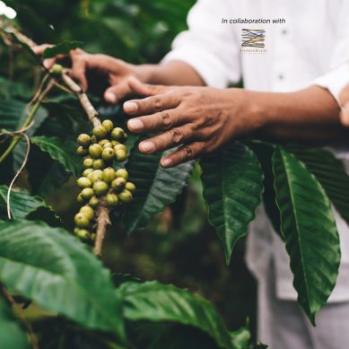 Why the coffee value chain needs a major rethink