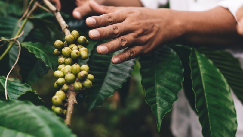 Why the coffee value chain needs a major rethink